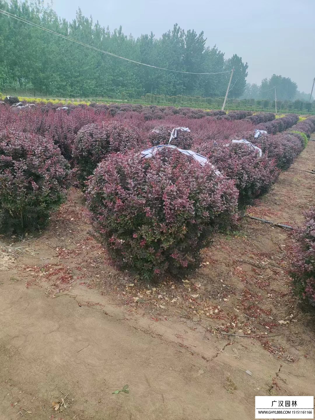 紅葉小檗球