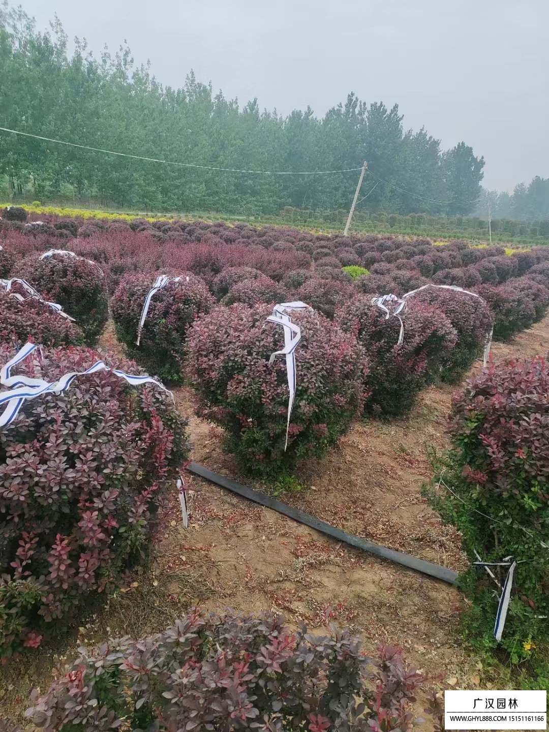 紅葉小檗球