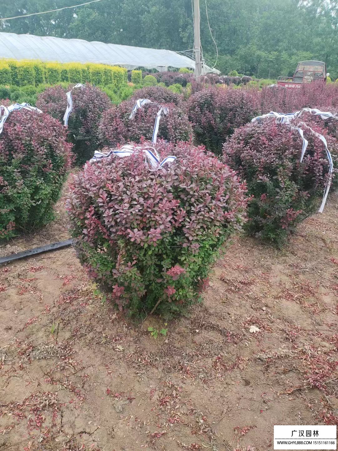紅葉小檗球