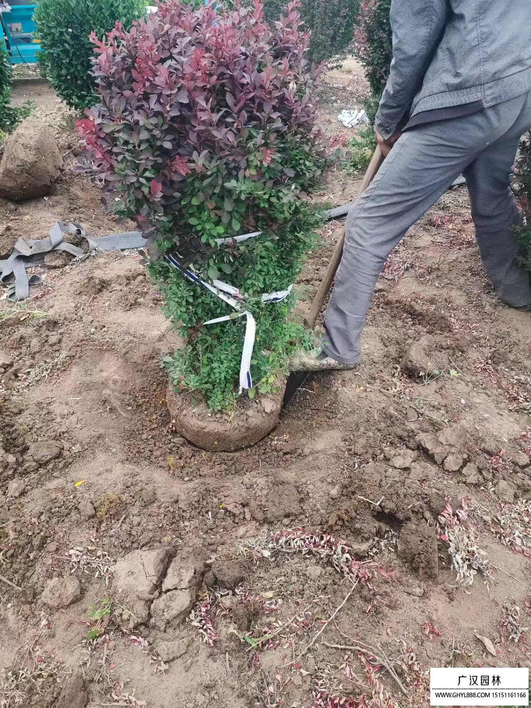 紅葉小檗球