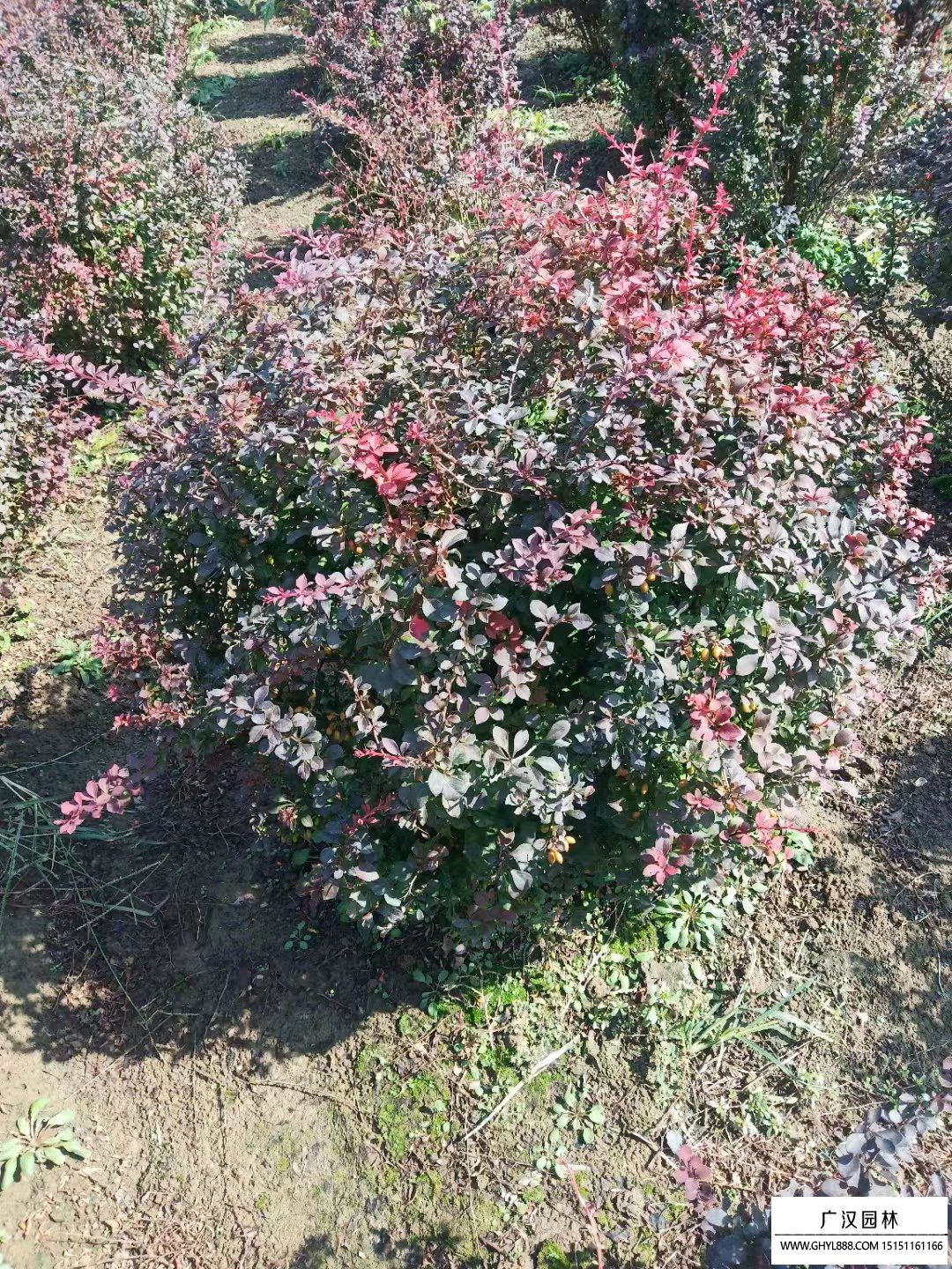 紅葉小檗球