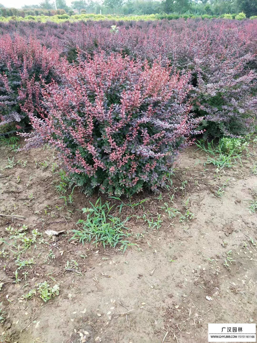 紅葉小檗球