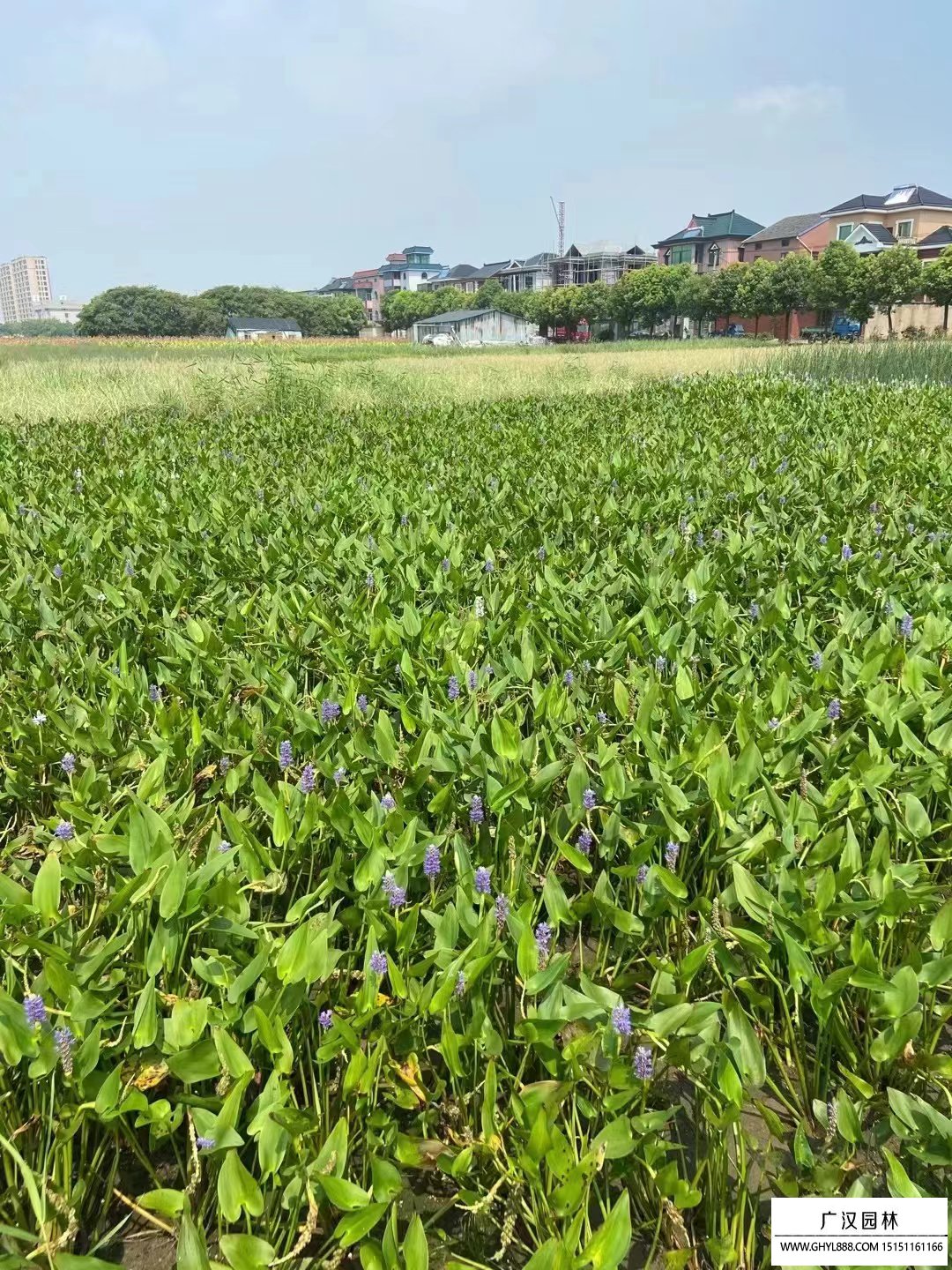 梭魚草
