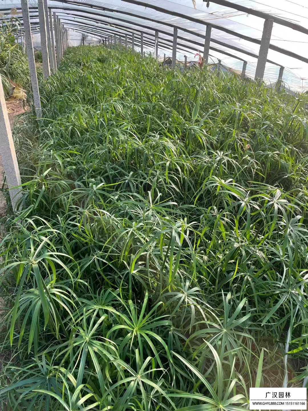 旱傘草
