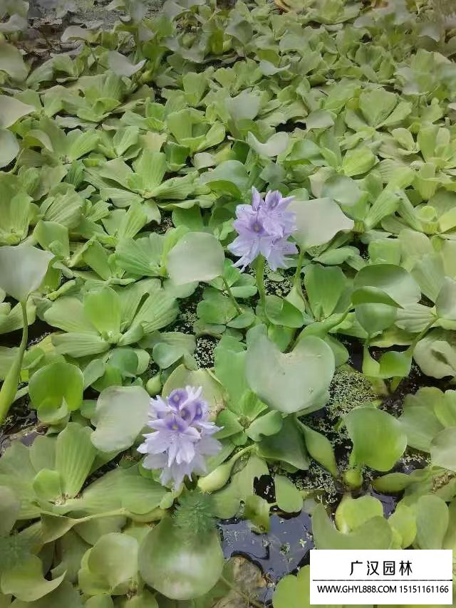 水葫蘆