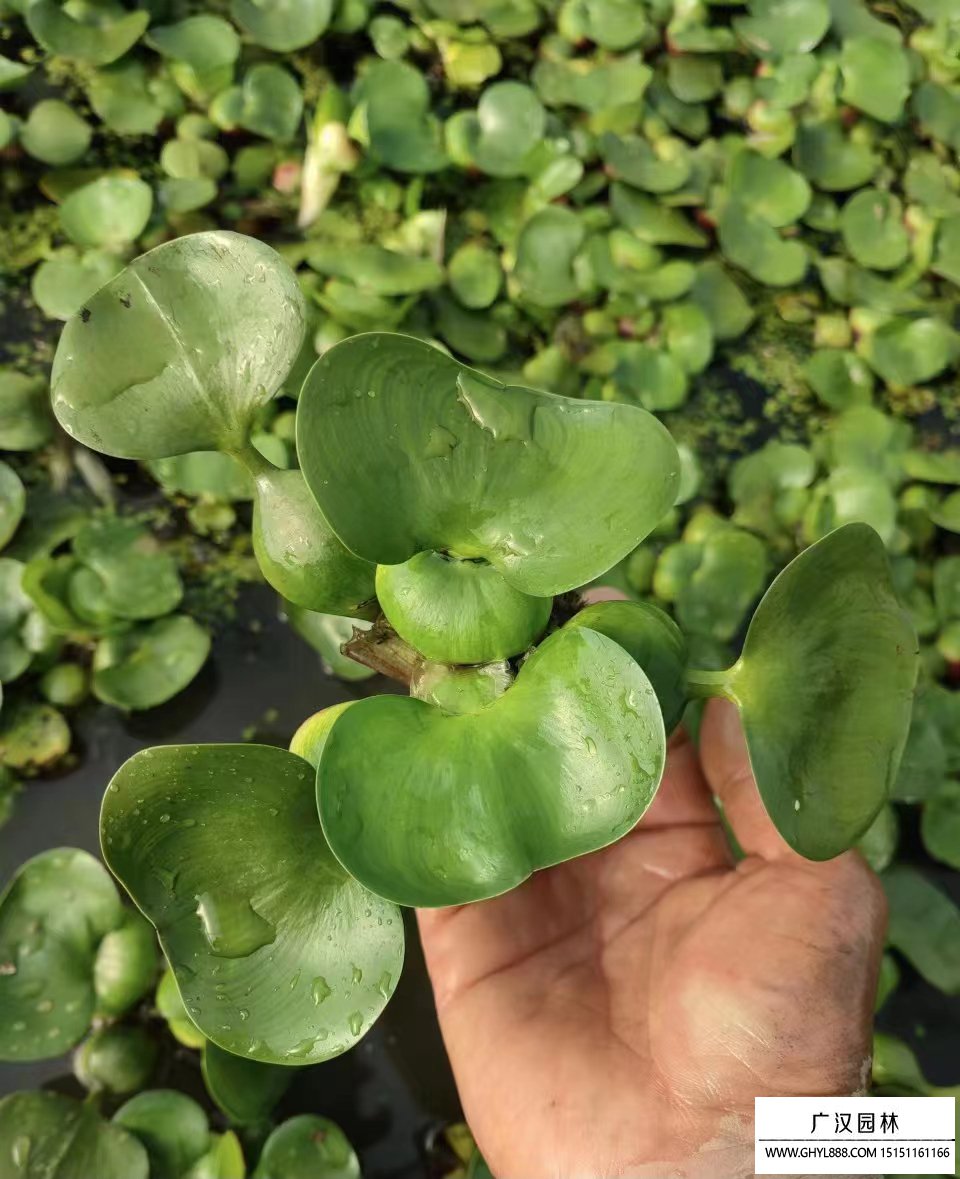 水葫蘆