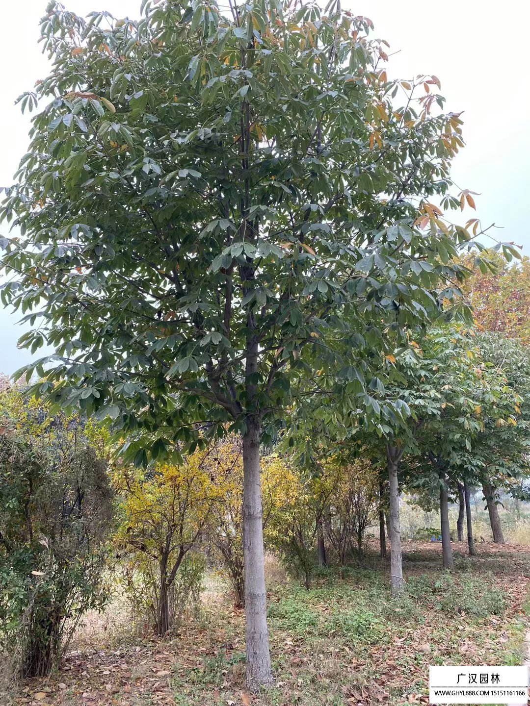 紅花七葉樹