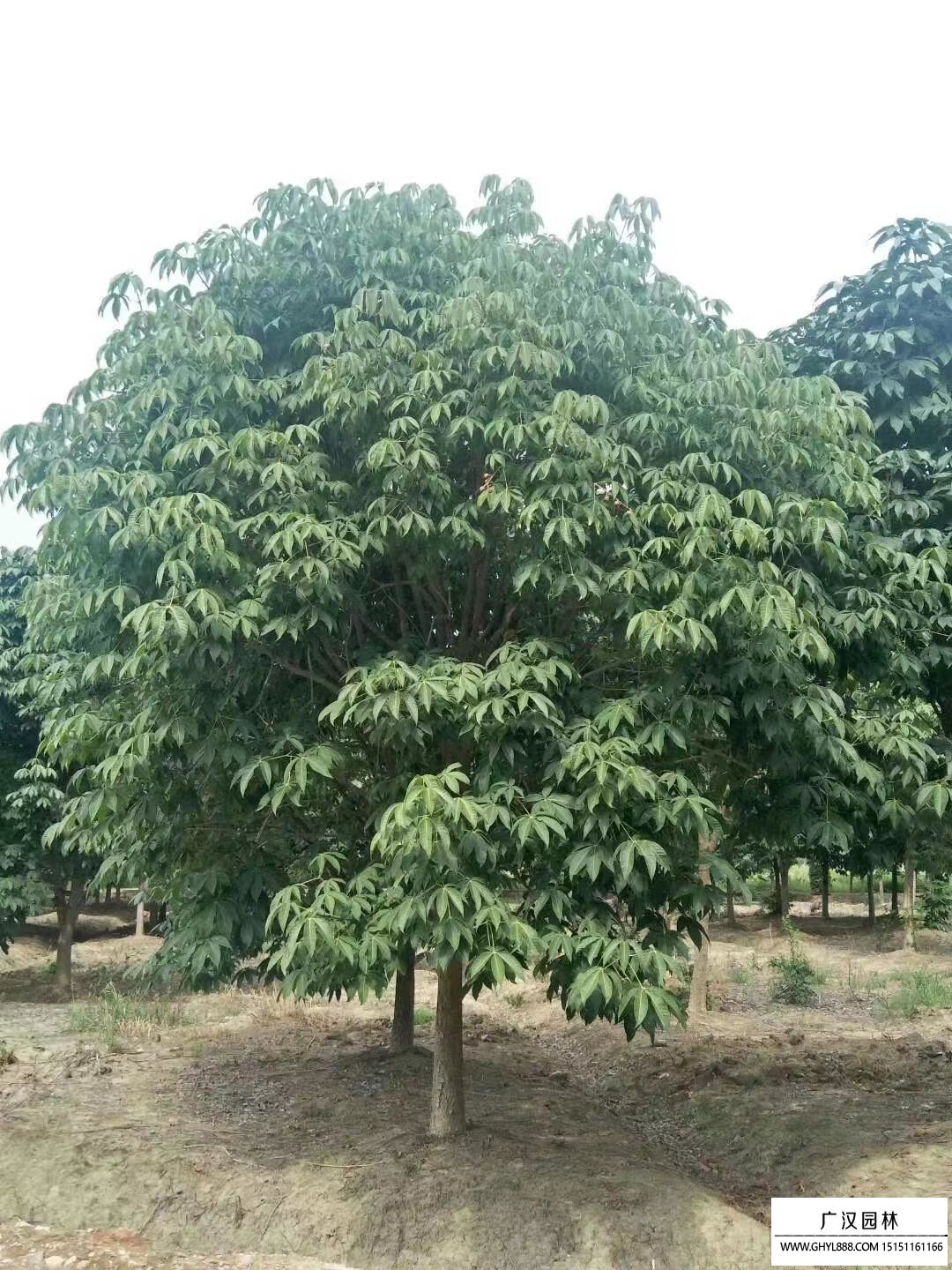 紅花七葉樹