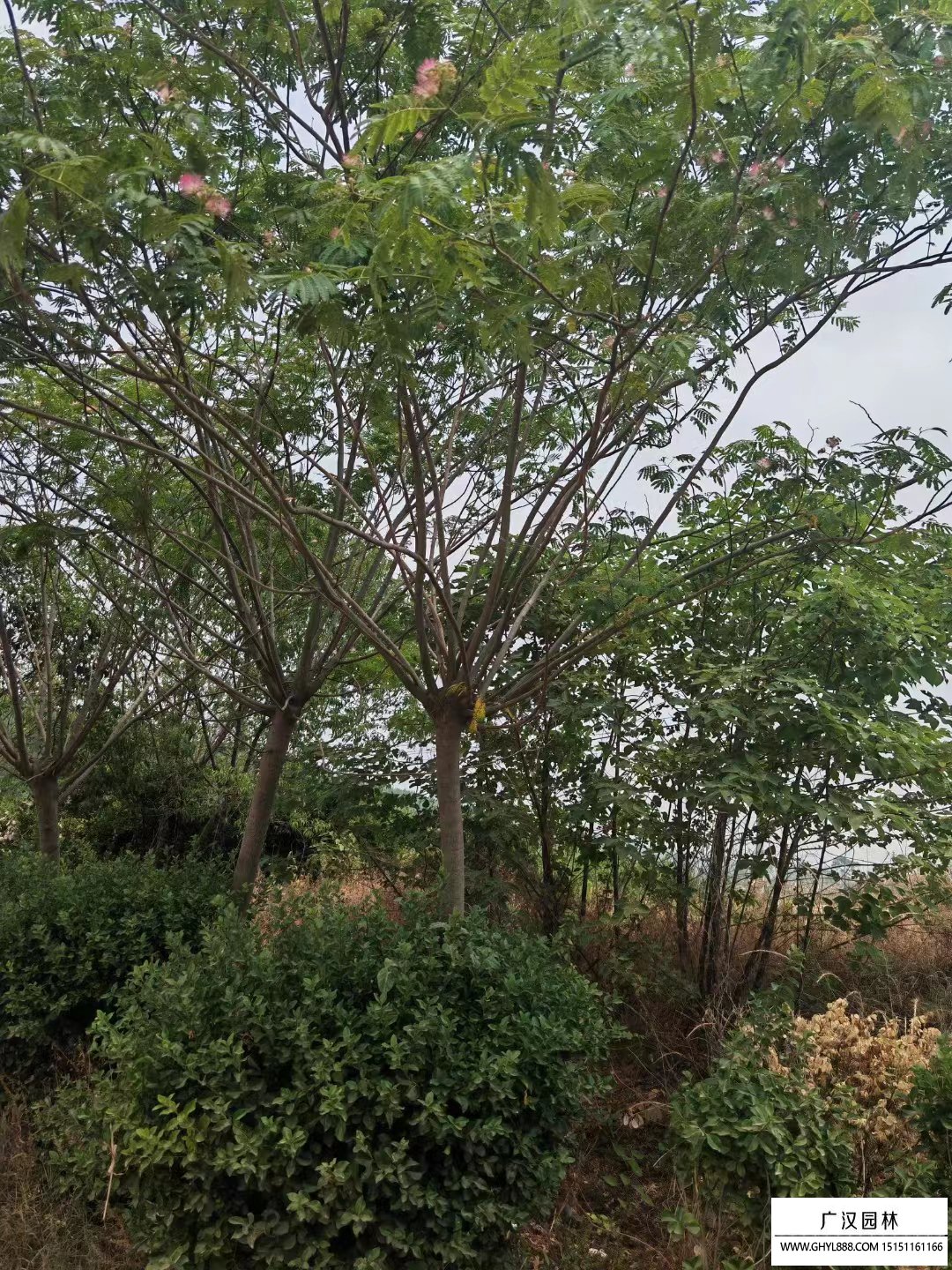 合歡樹