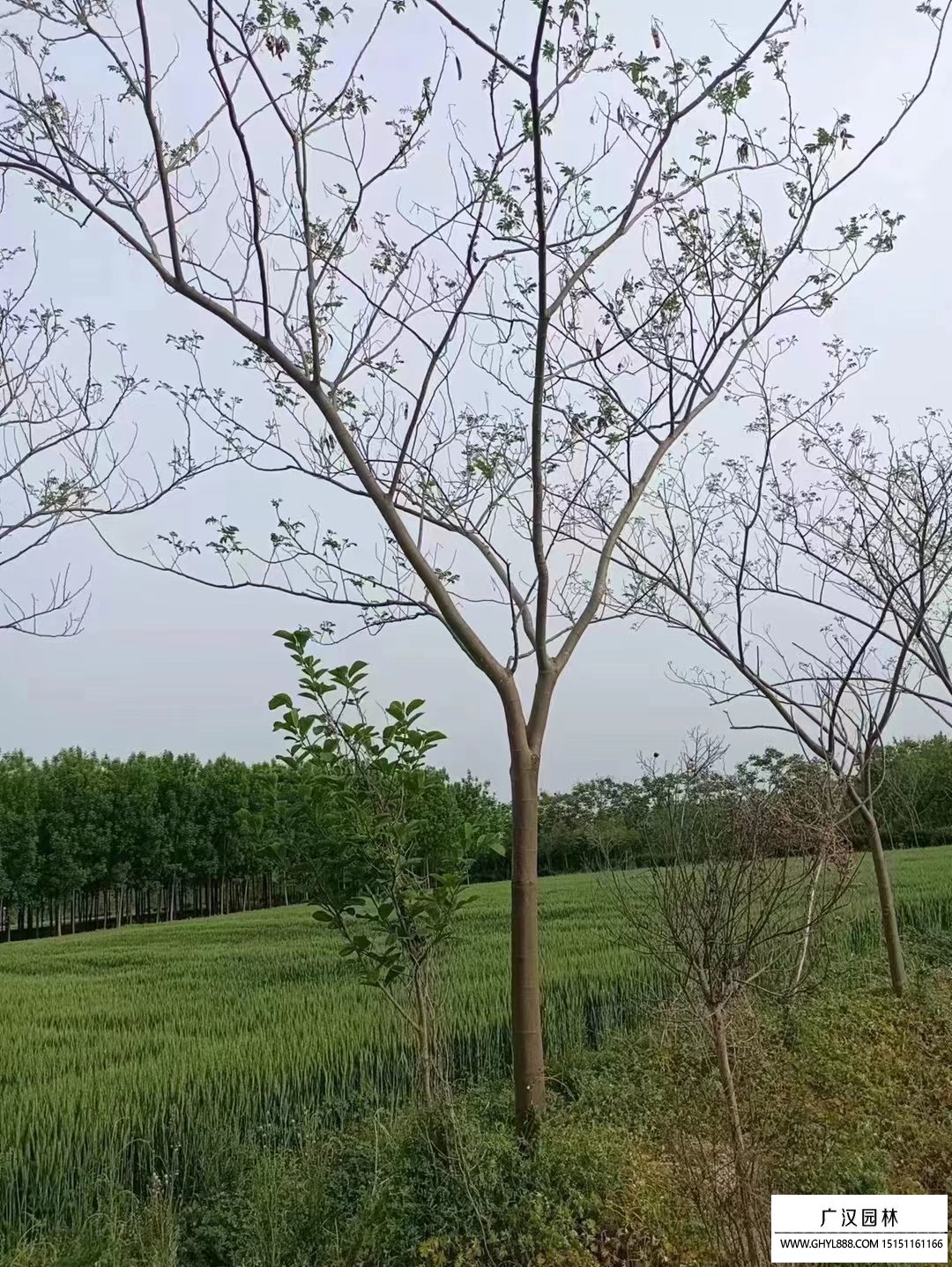 合歡樹