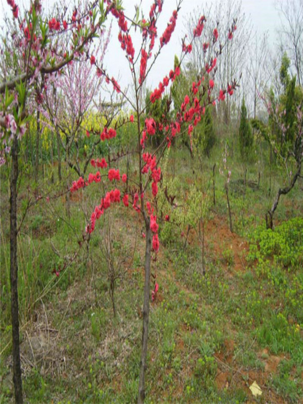 紅葉桃.2 (12).jpg