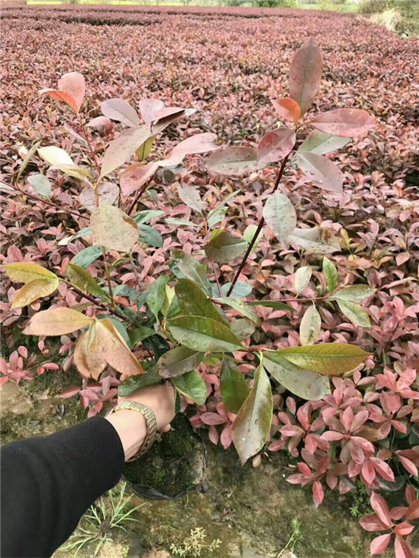 紅葉石楠苗.1 (15).jpg