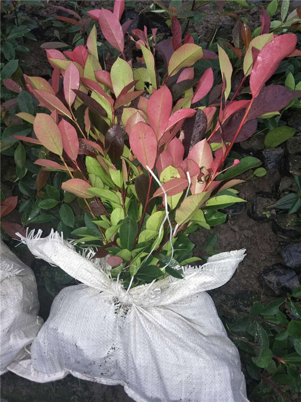 紅葉石楠苗 (2).jpg