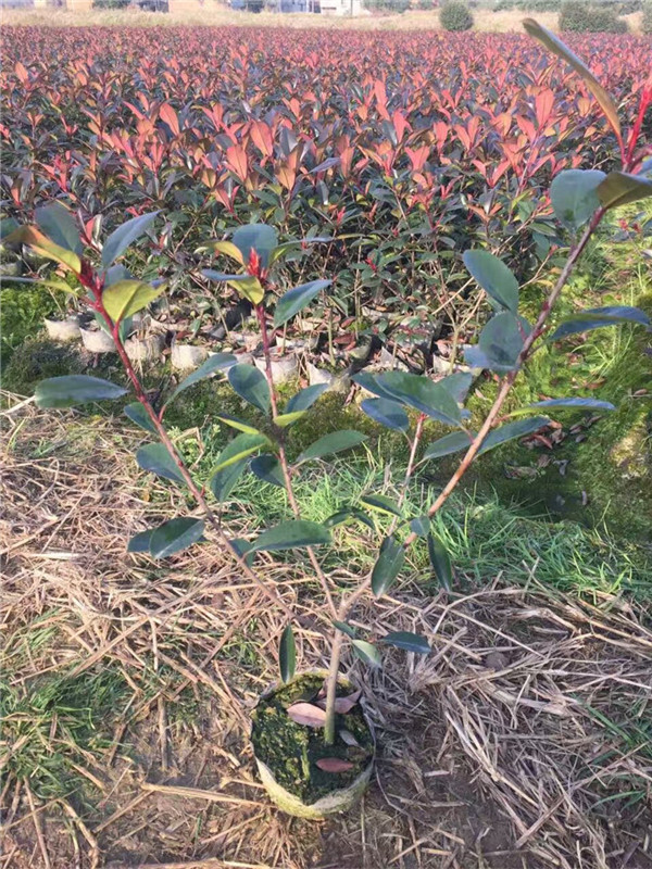 紅葉石楠苗.1 (13).jpg
