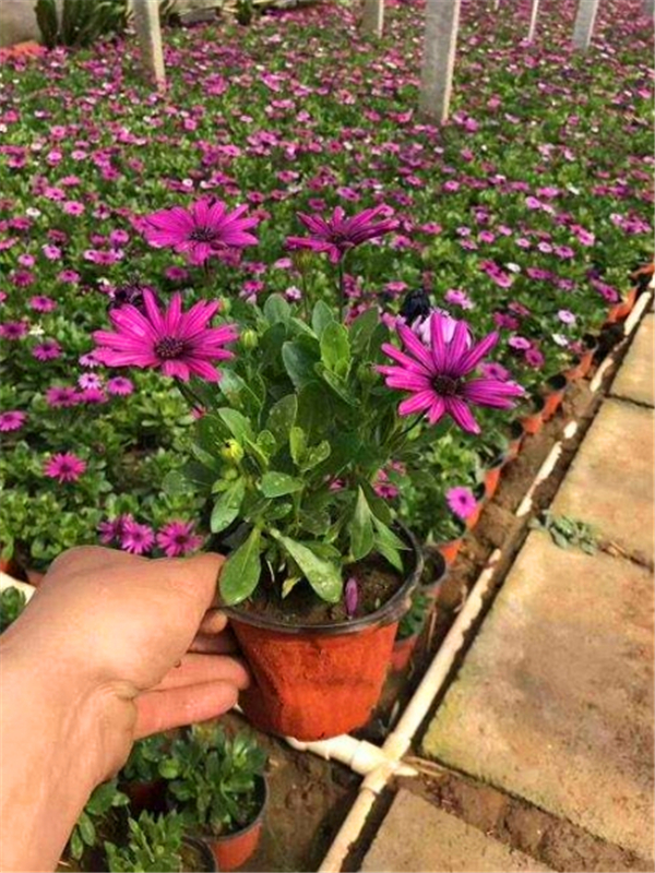 南非萬壽菊.jpg