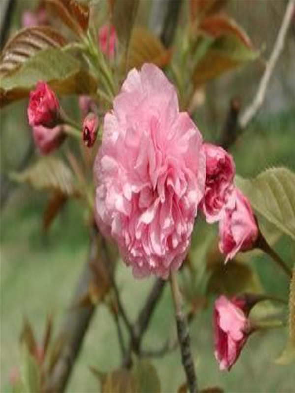 櫻花 苗 (2).jpg