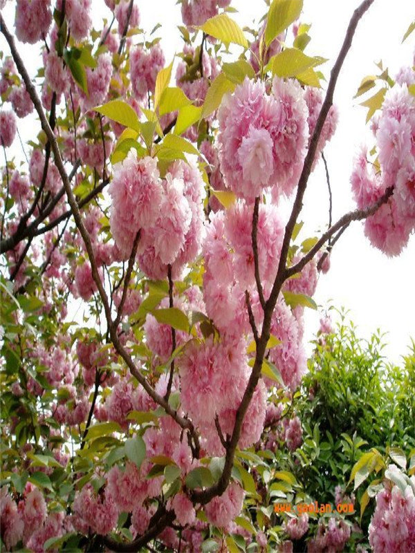 櫻花4+.jpg
