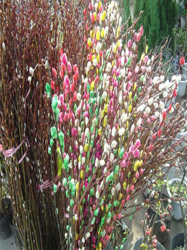 銀芽柳.jpg