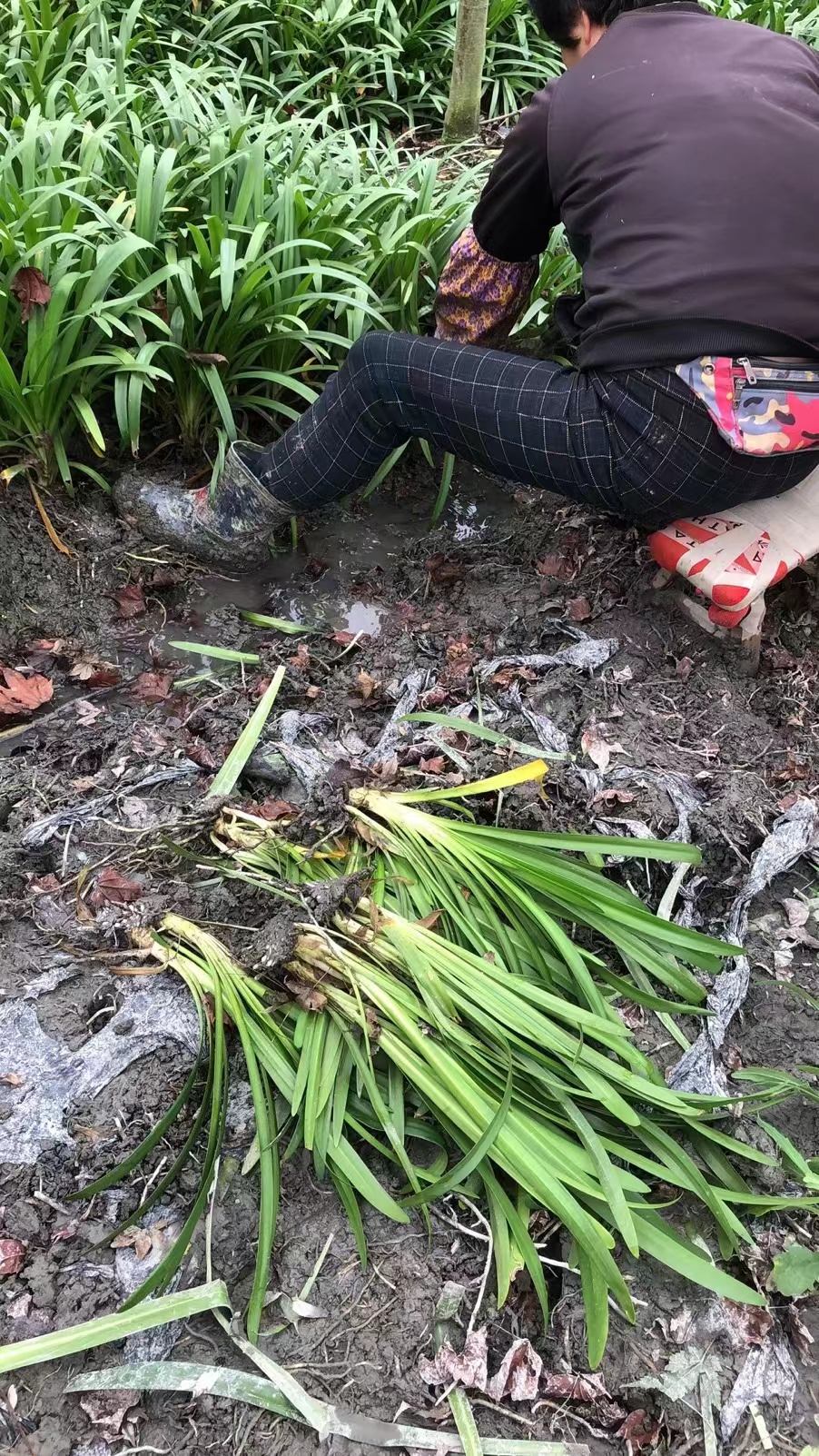 百子蓮 (1).jpg
