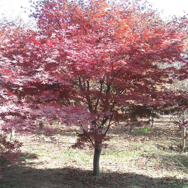紅楓 (12).jpg