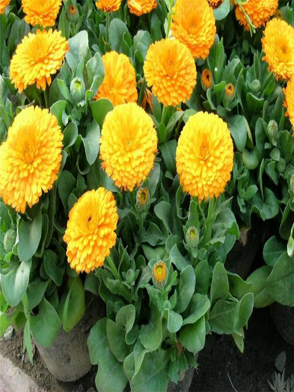 金盞菊..jpg