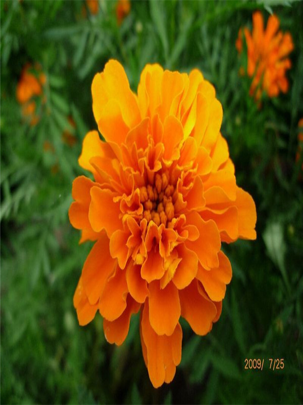 金盞菊1.jpg