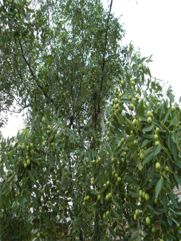 棗樹1.jpg