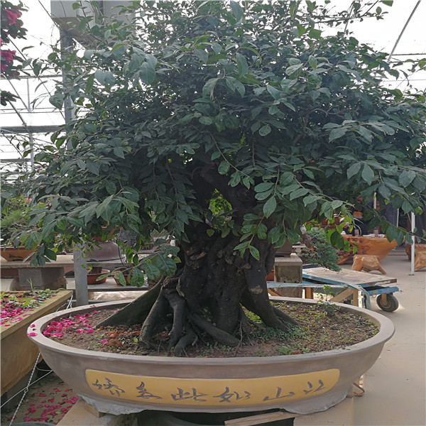 金彈子樁 (1).jpg