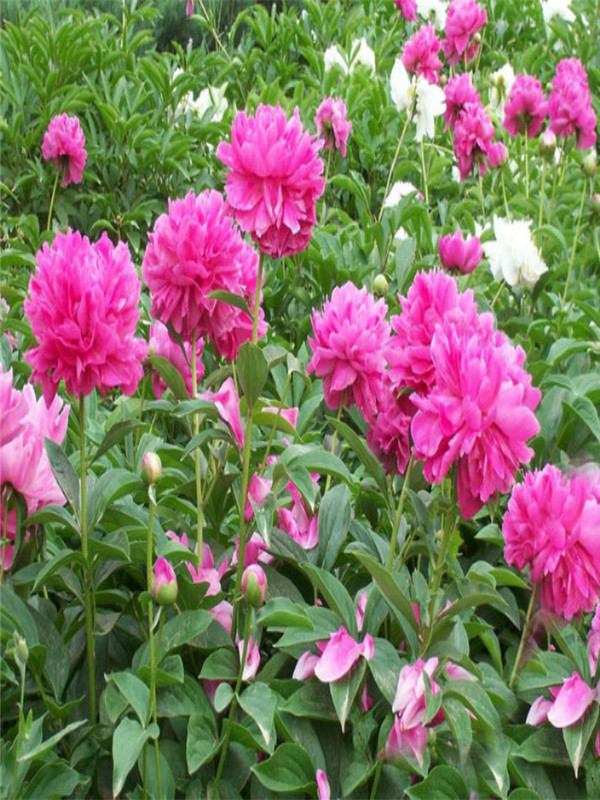 芍藥1..jpg