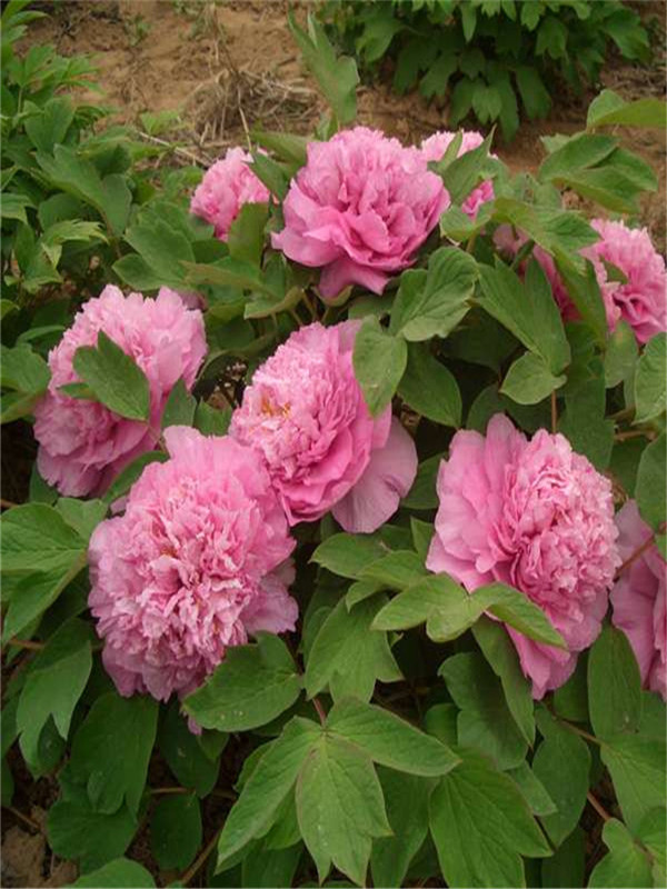 芍藥2 (2).jpg