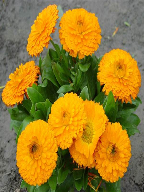金盞菊3_副本.jpg