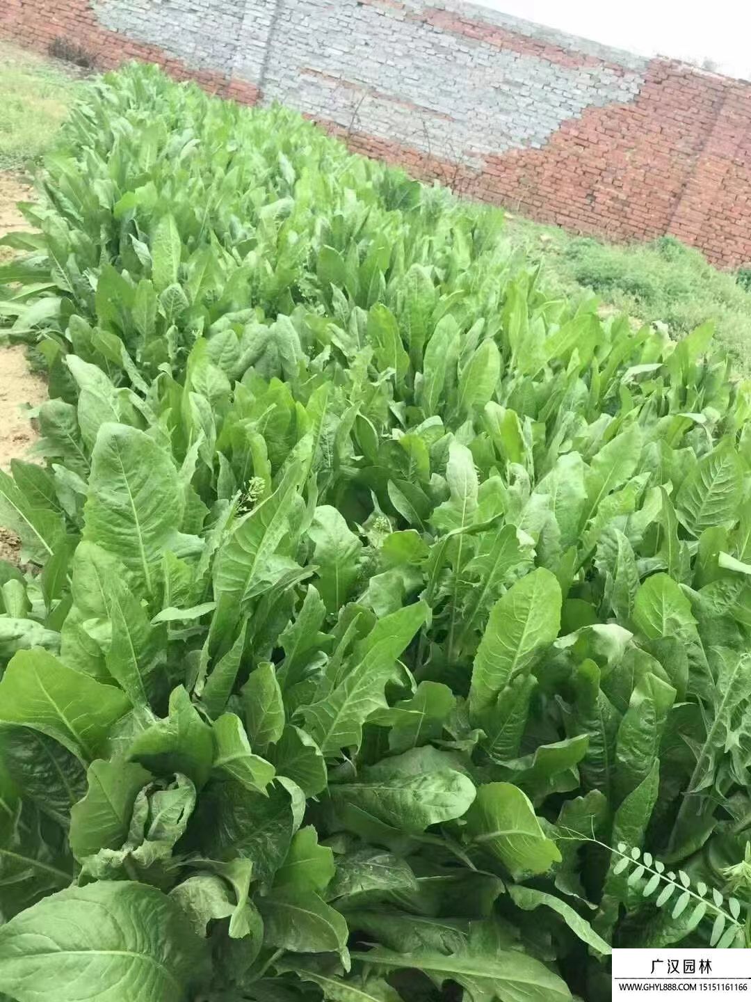 菊苣 (1).jpg