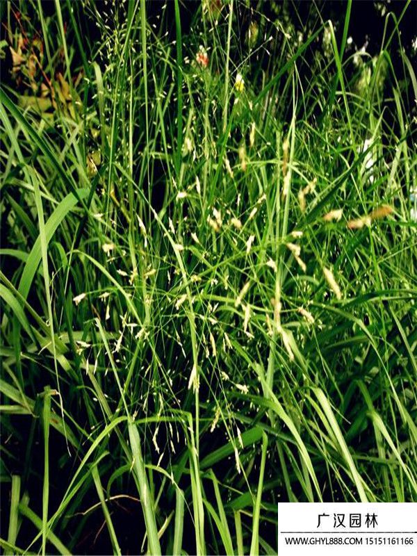 畫眉草 (2).jpg