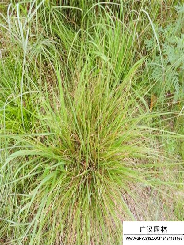 畫眉草 (1).jpg