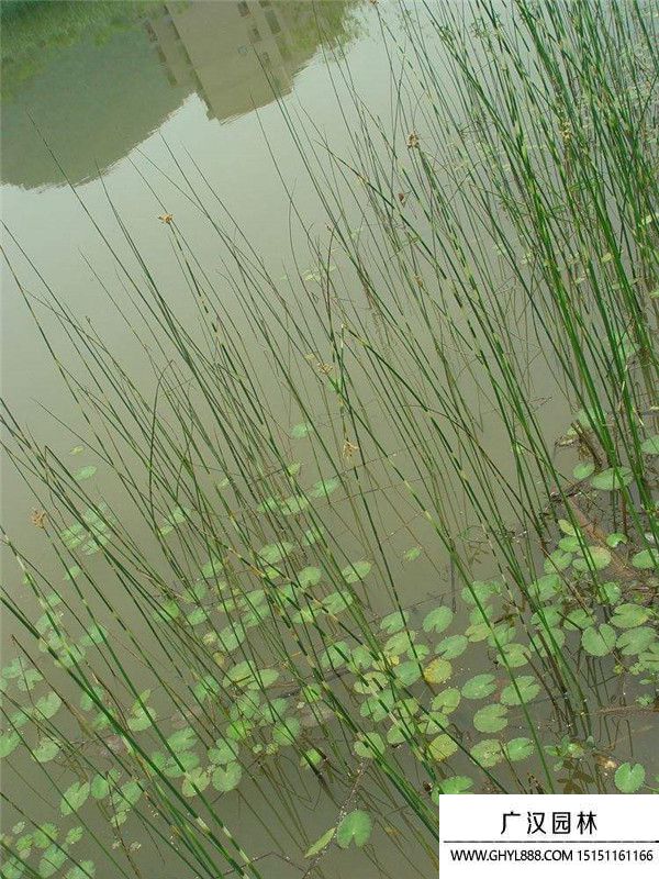 花葉水蔥 (3).jpg