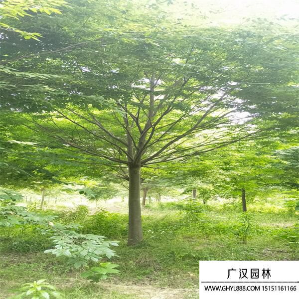 紅櫸樹 (5).jpg