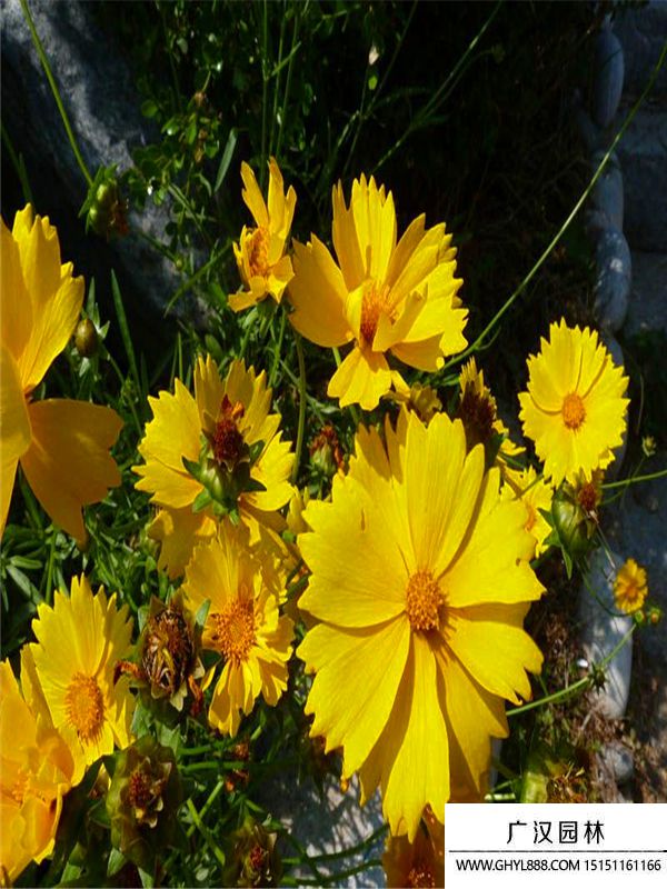 金雞菊3.jpg