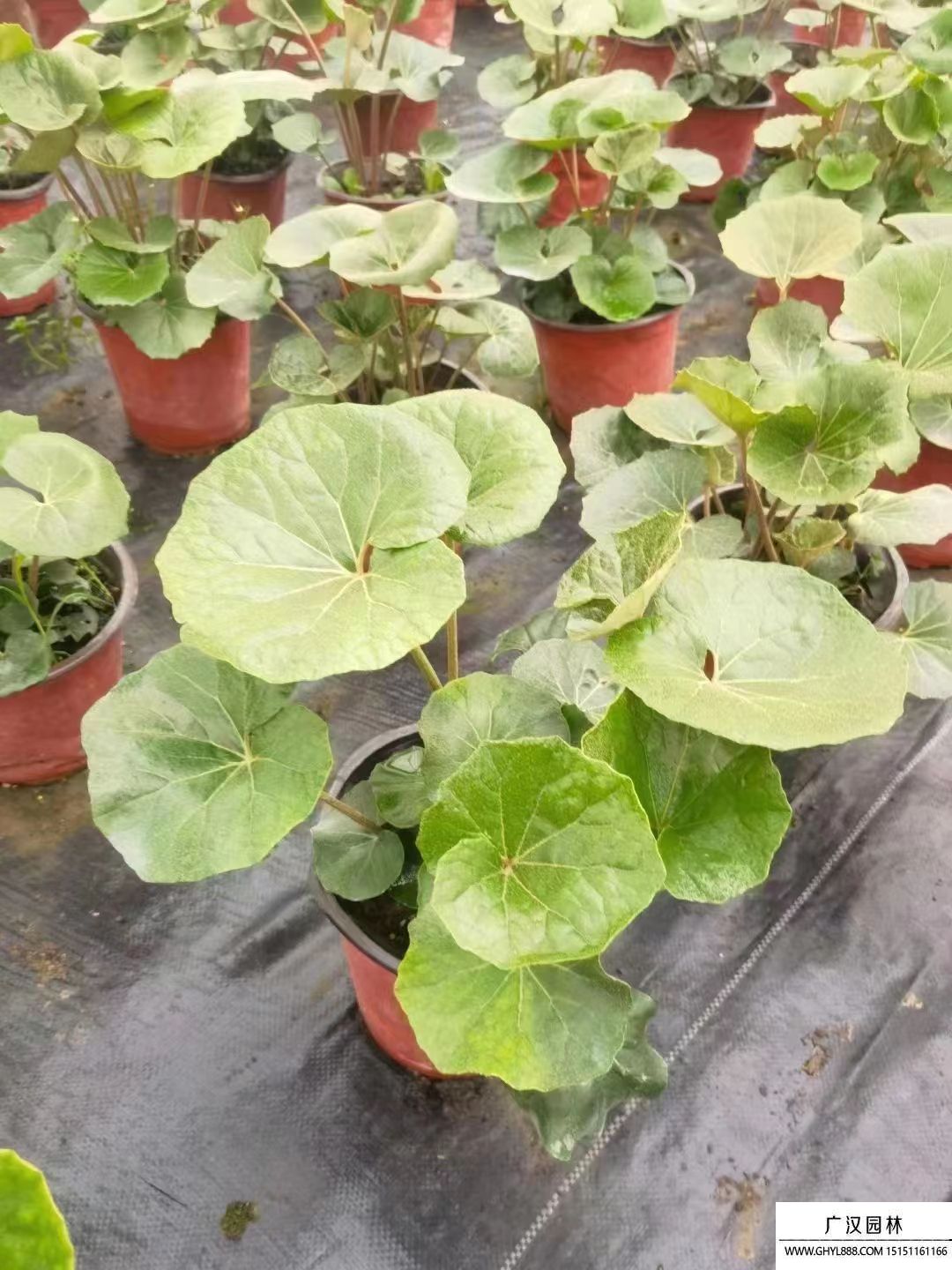 大吳風草 (3).jpg