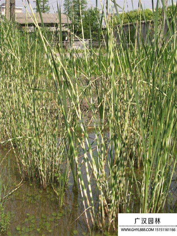 花葉水蔥 (1).jpg