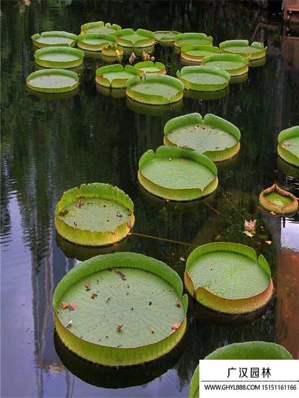 大王蓮 (5).jpg