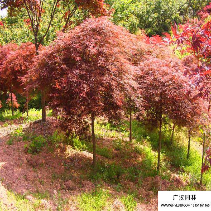 羽毛楓. (9).jpg