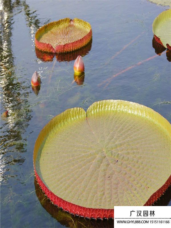 大王蓮 (1).jpg