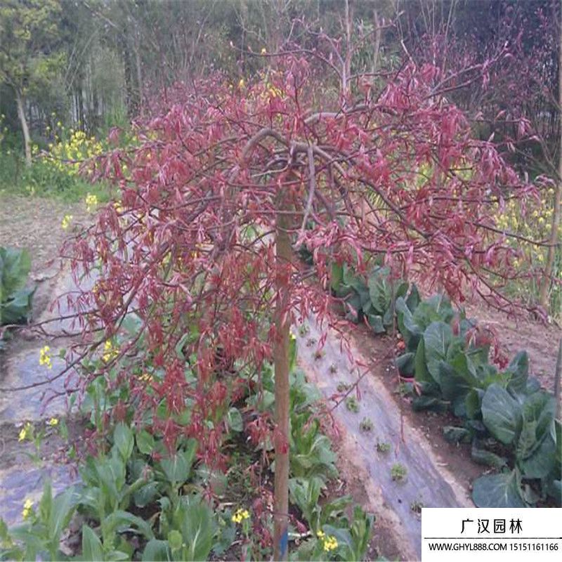羽毛楓. (5).jpg