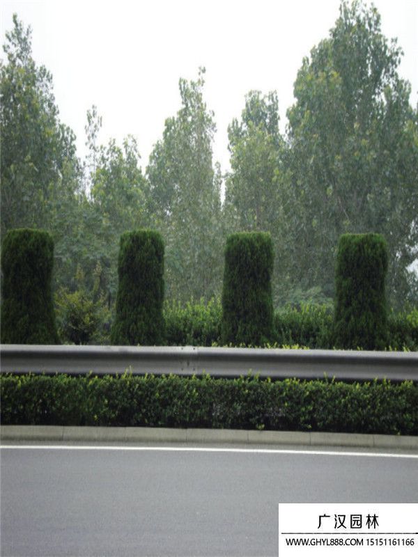 圓柏 (9).jpg