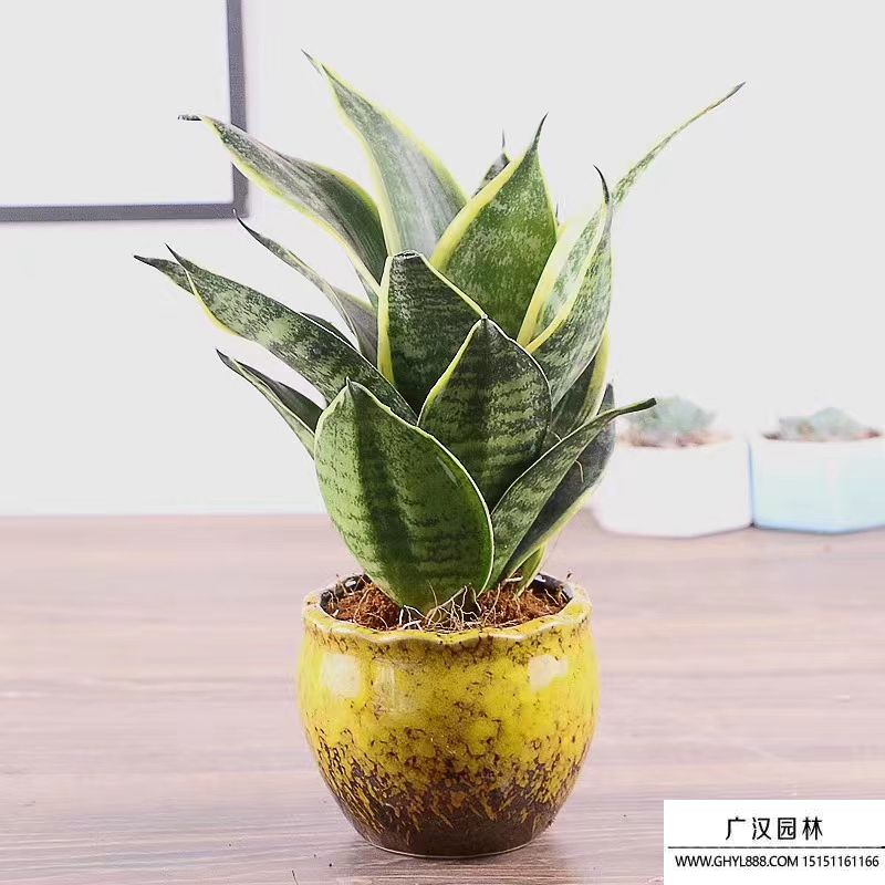 虎皮蘭 (5).jpg
