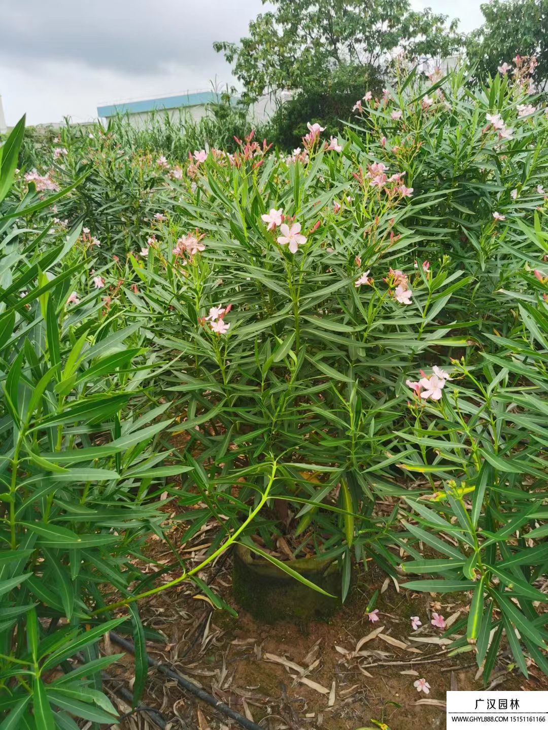 夾竹桃 (4).jpg