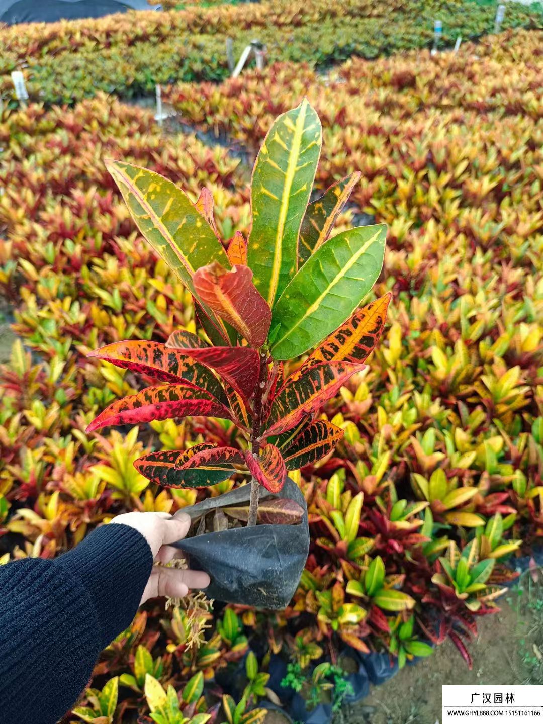 變葉木 (2).jpg