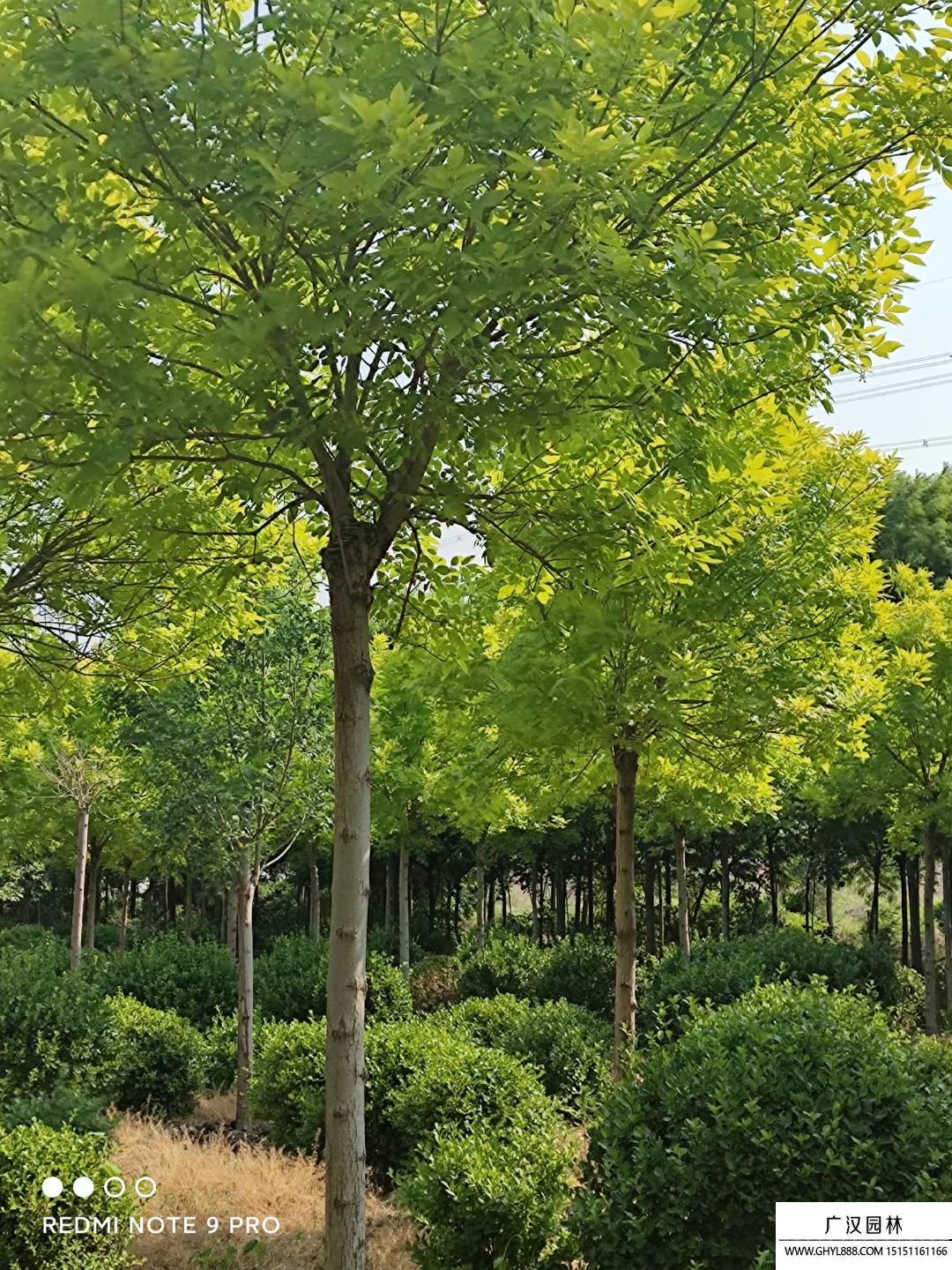 金葉白臘  (2).jpg