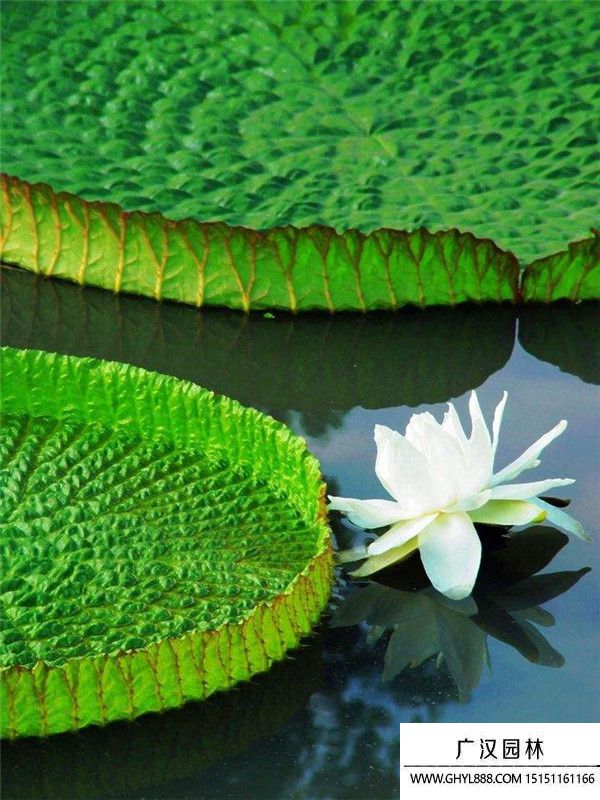 大王蓮 (2).jpg