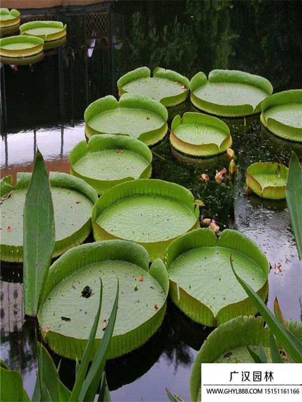 大王蓮 (3).jpg